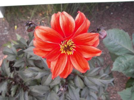 gallery_13303_4105_2431.jpg