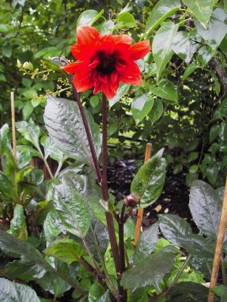 gallery_13303_4105_26095.jpg