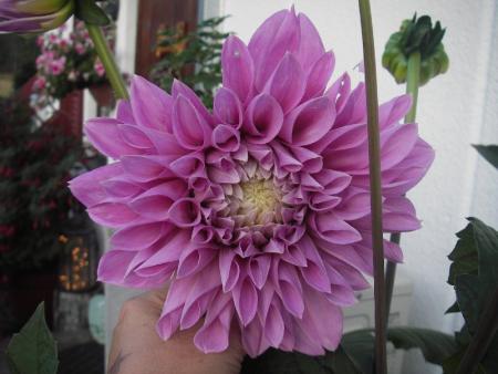 gallery_13303_4105_43092.jpg