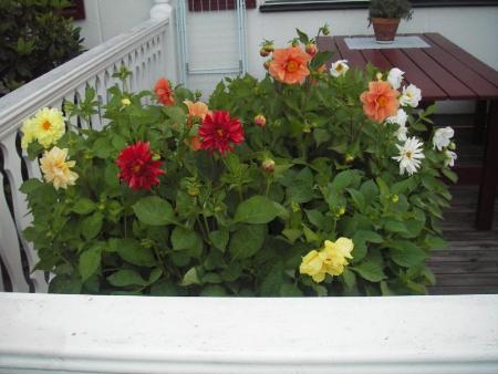 gallery_13303_4105_95196.jpg