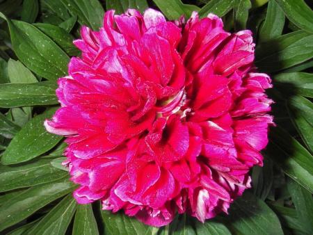 gallery_13303_4072_40251.jpg