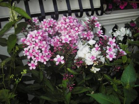 gallery_13303_4106_100592.jpg