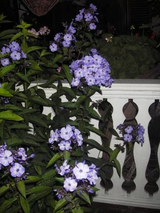 gallery_13303_4106_111501.jpg