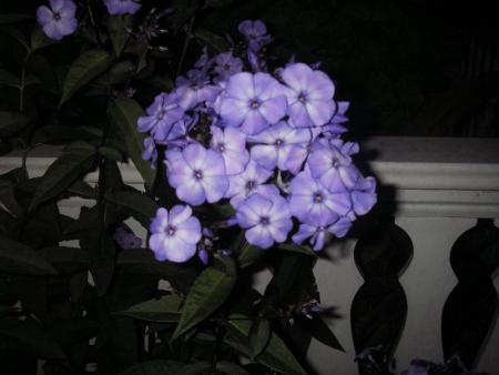 gallery_13303_4106_20968.jpg