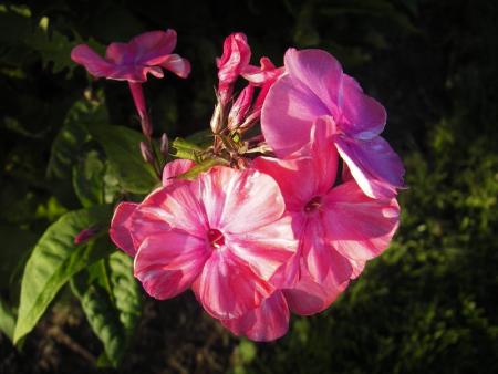 gallery_13303_4106_29453.jpg