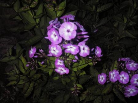 gallery_13303_4106_33204.jpg