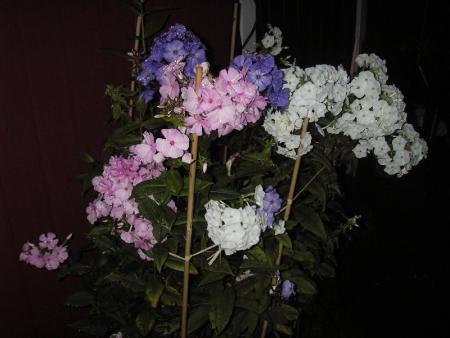 gallery_13303_4106_51344.jpg