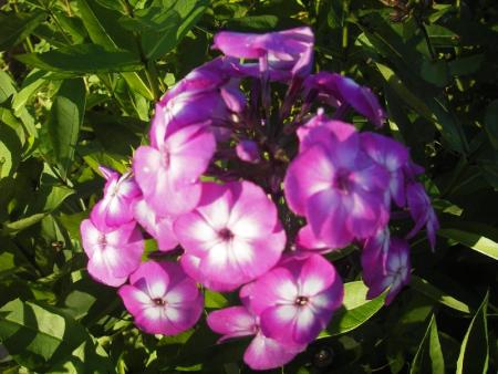 gallery_13303_4106_95410.jpg