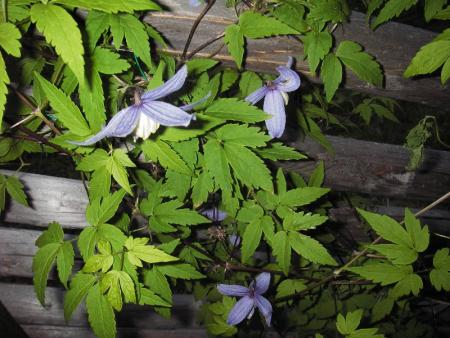 gallery_13303_4108_139106.jpg