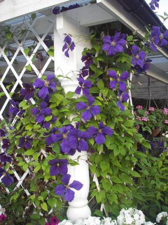 gallery_13303_4108_74059.jpg