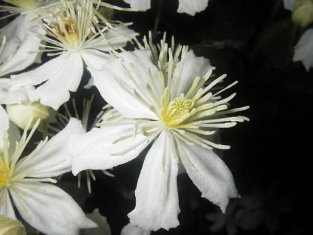 gallery_13303_4108_76349.jpg