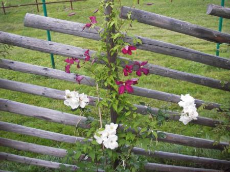 gallery_13303_4108_77901.jpg
