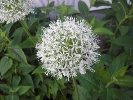 gallery_13303_4109_27082.jpg