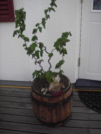 gallery_13303_4081_6610.jpg