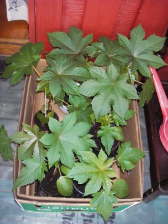 gallery_13303_4097_31663.jpg