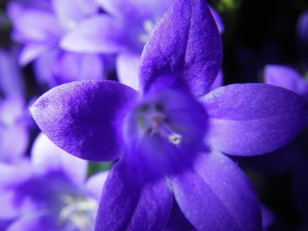 gallery_13303_4100_57397.jpg