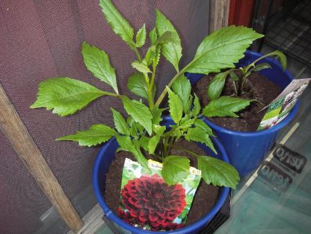 gallery_13303_4105_159359.jpg