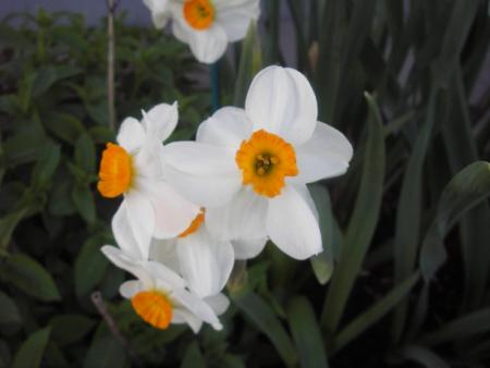 gallery_13303_4112_35027.jpg