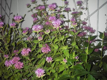 gallery_13303_4113_107883.jpg