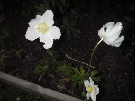 gallery_13303_4113_13478.jpg