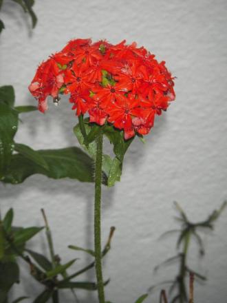 gallery_13303_4113_51161.jpg