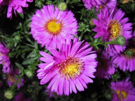 gallery_13303_4113_8645.jpg