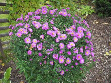 gallery_13303_4113_92459.jpg