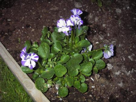 gallery_13303_4113_96052.jpg