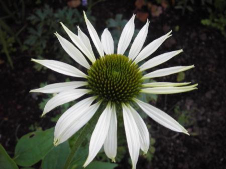 gallery_13303_4114_29438.jpg