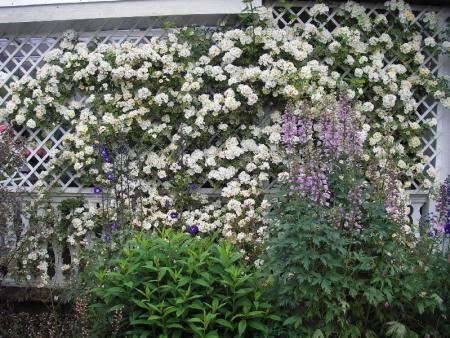 gallery_13303_4101_44735.jpg