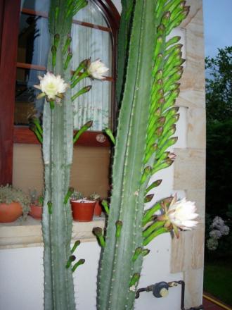 gallery_27453_4115_129623.jpg
