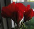 tn_gallery_12843_2344_418830.jpg