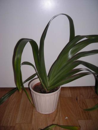 gallery_27498_4121_65777.jpg