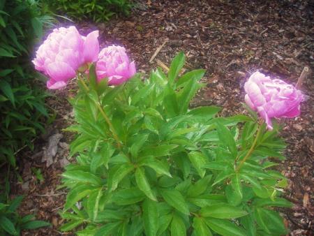 gallery_13303_4072_135829.jpg
