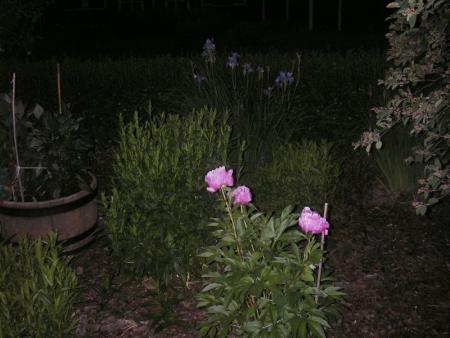 gallery_13303_4072_99931.jpg