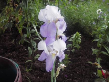 gallery_13303_4073_29829.jpg