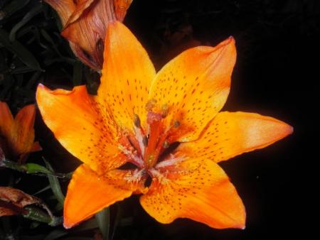gallery_13303_4103_38606.jpg