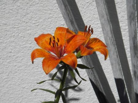 gallery_13303_4103_42037.jpg