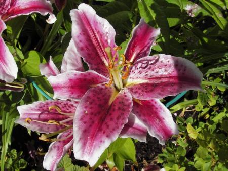 gallery_13303_4103_54316.jpg