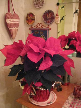 gallery_23204_4126_8073.jpg