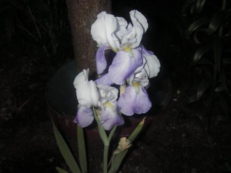 gallery_13303_4073_54940.jpg