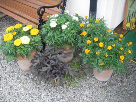 gallery_13303_4079_68620.jpg