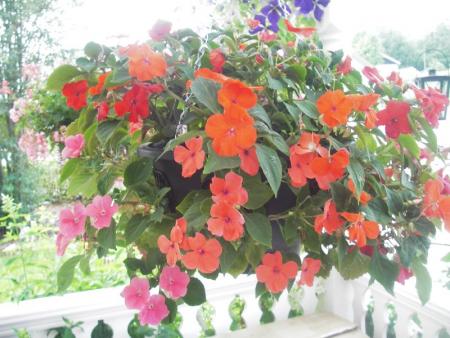 gallery_13303_4084_112526.jpg