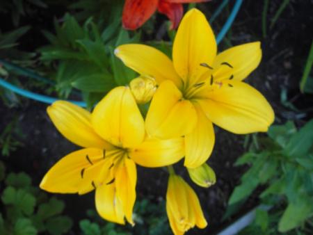 gallery_13303_4088_39685.jpg