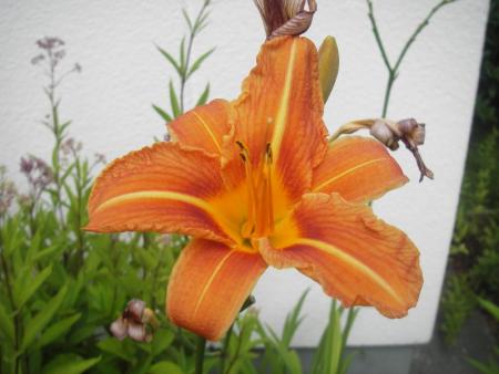 gallery_13303_4088_65281.jpg