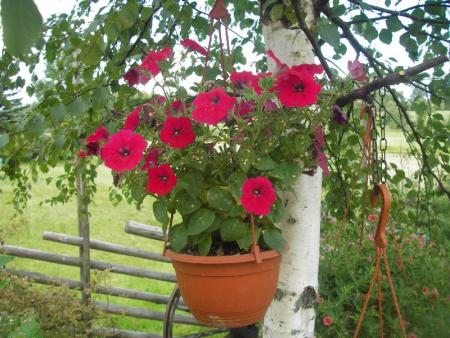 gallery_13303_4113_117765.jpg
