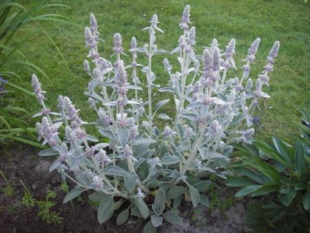 gallery_13303_4113_17684.jpg