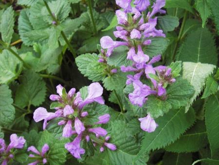 gallery_13303_4113_71240.jpg