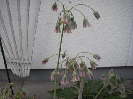 gallery_13303_4113_78088.jpg