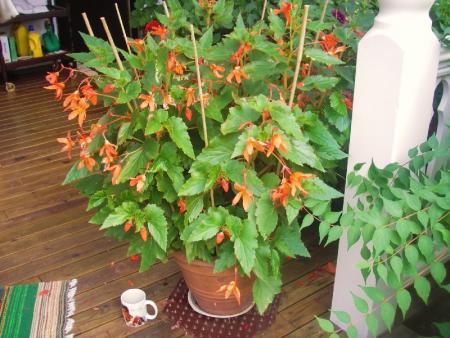 gallery_13303_4127_122140.jpg
